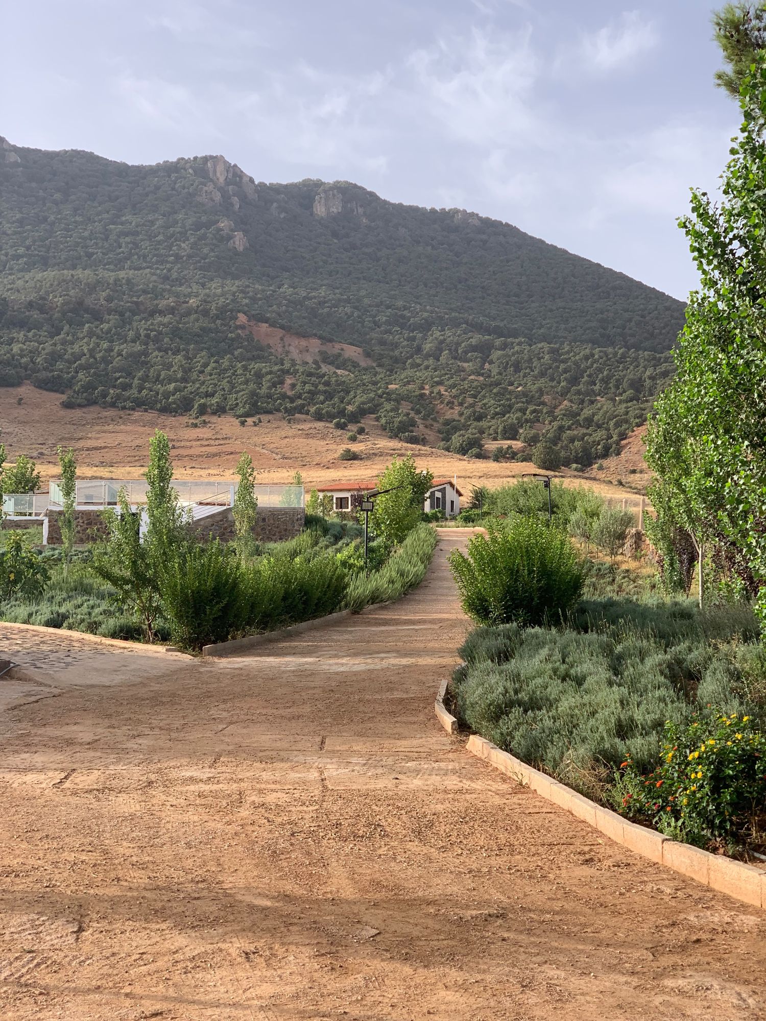 L'allée du domaine face à la montagne couverte de chênes verts